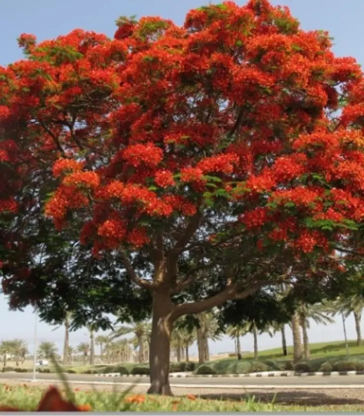 Delonix regia